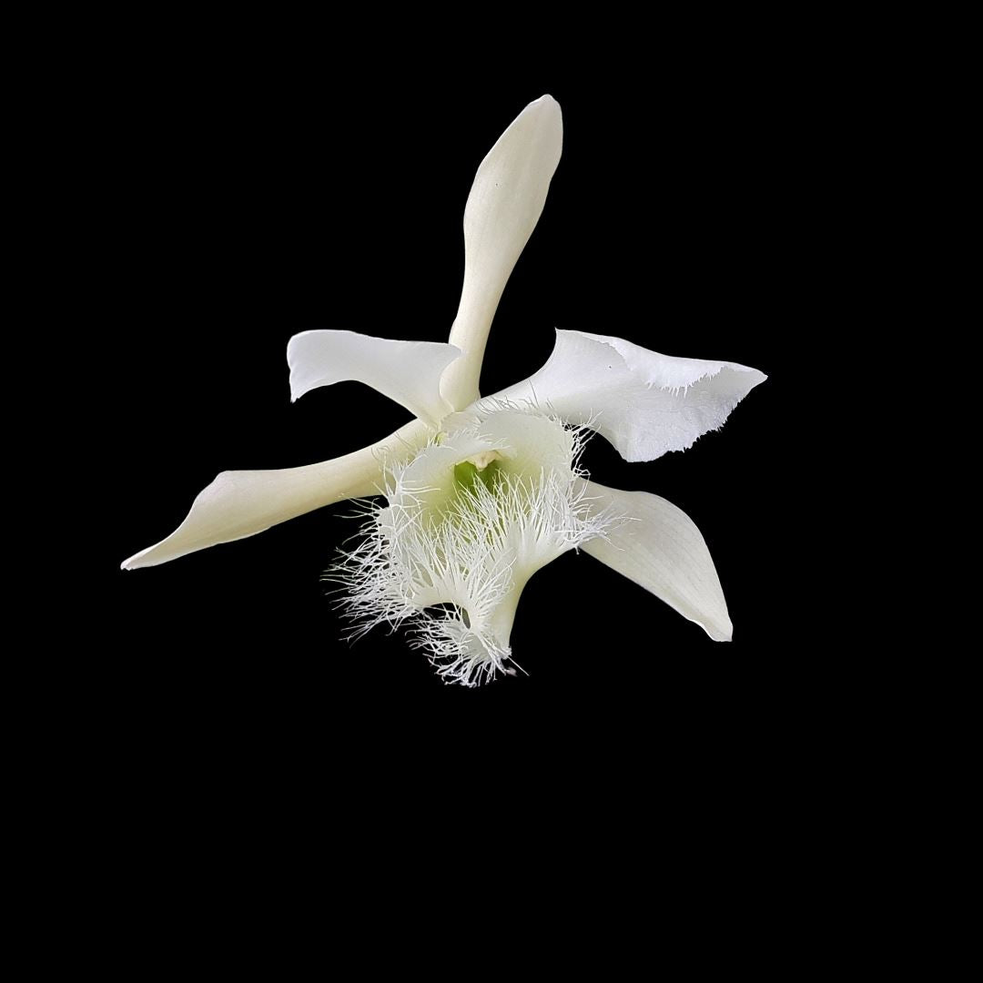 Brassavola tuberculata var. peloric x Brassavola digbayana var. fimbrapetala Brassavola La Foresta Orchids 