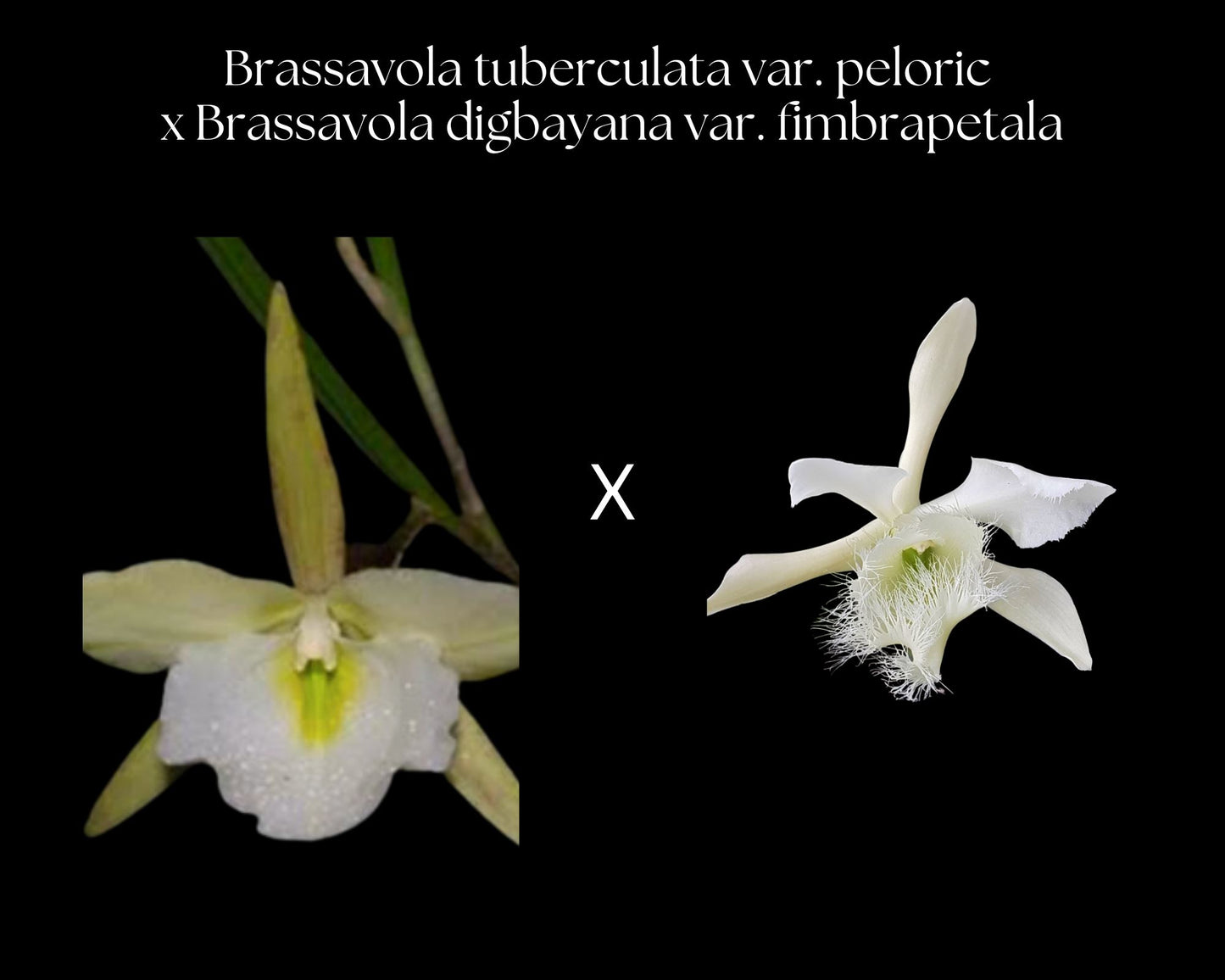 Brassavola tuberculata var. peloric x Brassavola digbayana var. fimbrapetala Brassavola La Foresta Orchids 