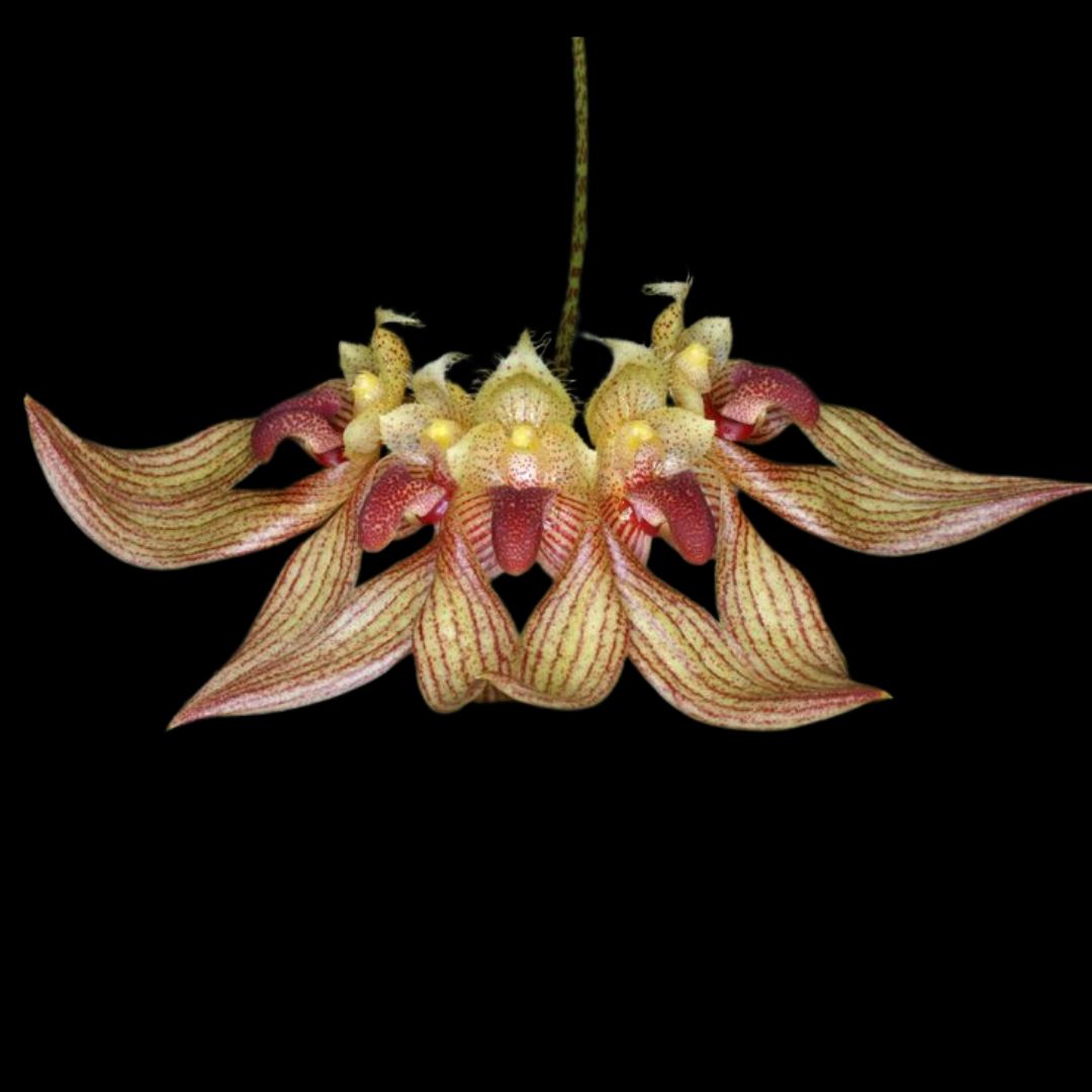 Bulbophyllum annandalei Bulbophyllum La Foresta Orchids 