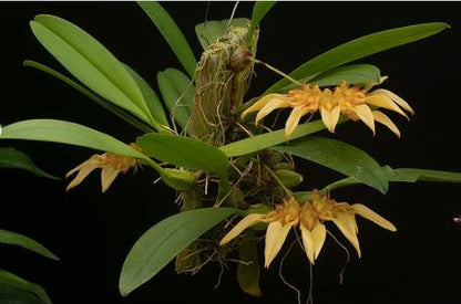 Bulbophyllum annandalei Bulbophyllum La Foresta Orchids 