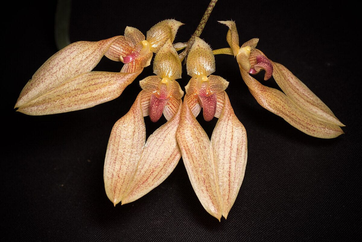 Bulbophyllum annandalei Bulbophyllum La Foresta Orchids 