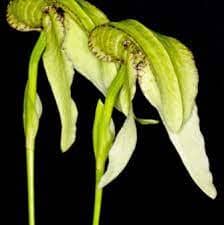 Bulbophyllum arfakianum var. alba Bulbophyllum La Foresta Orchids 