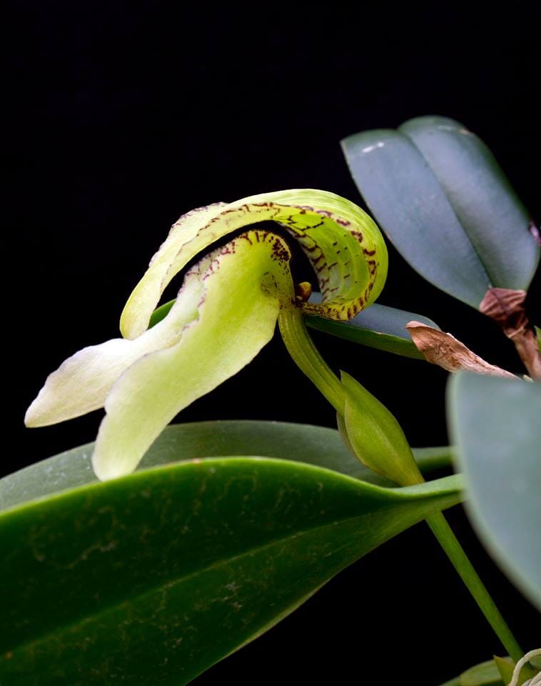 Bulbophyllum arfakianum var. alba Bulbophyllum La Foresta Orchids 