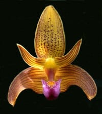 Bulbophyllum claptonense Bulbophyllum La Foresta Orchids 