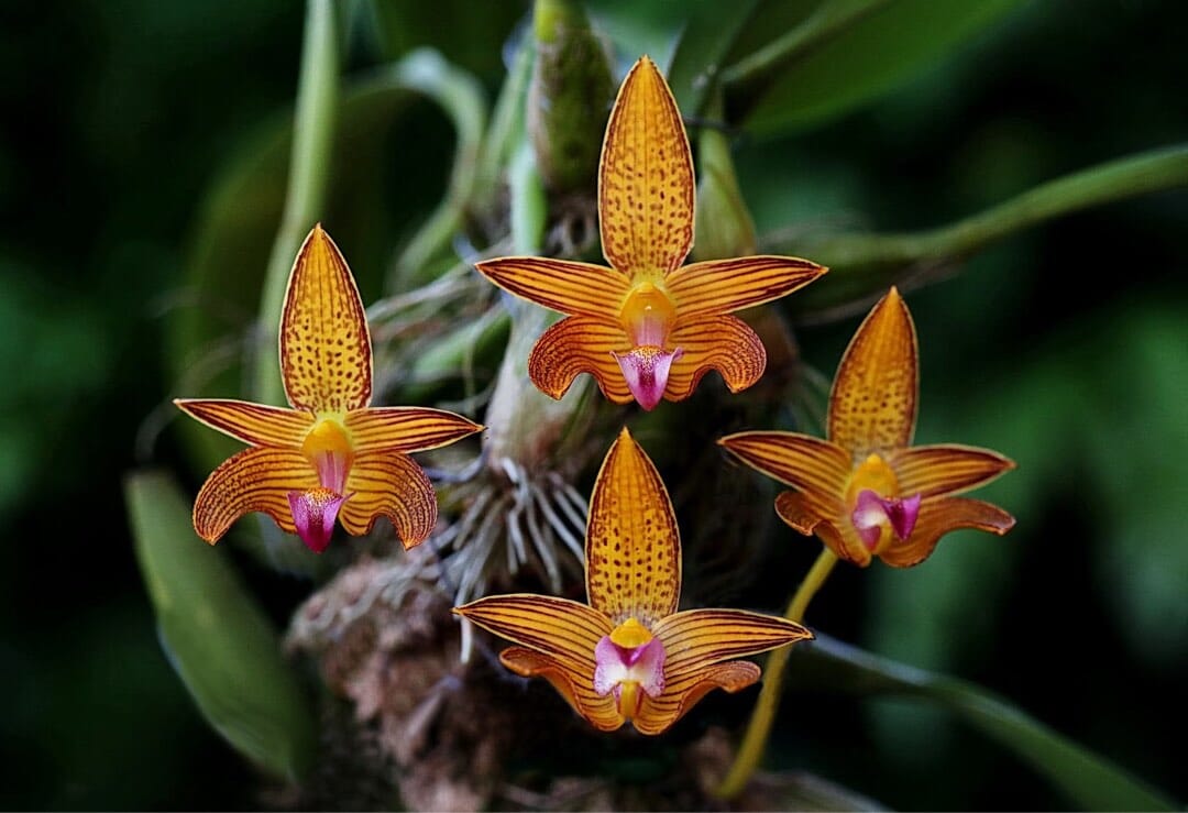 Bulbophyllum claptonense