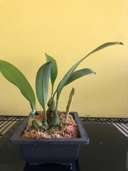 Bulbophyllum claptonense Bulbophyllum La Foresta Orchids 