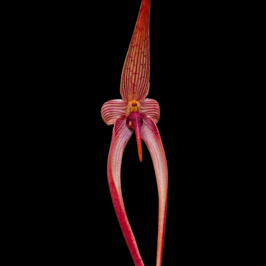 Bulbophyllum echinolabium x Bulbophyllum paluense Bulbophyllum La Foresta Orchids 