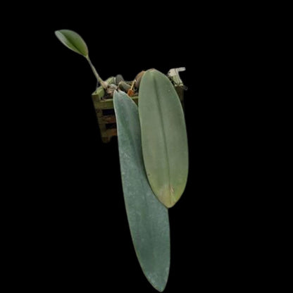 Bulbophyllum fletcherianum Bulbophyllum La Foresta Orchids 