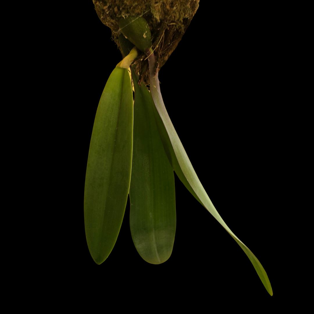 Bulbophyllum fletcherianum Bulbophyllum La Foresta Orchids 