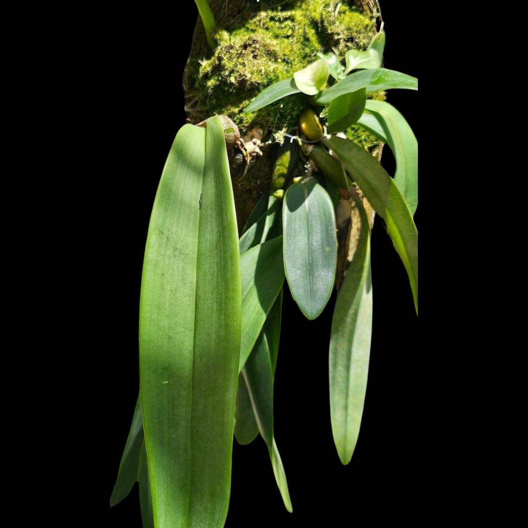 Bulbophyllum fletcherianum Bulbophyllum La Foresta Orchids 