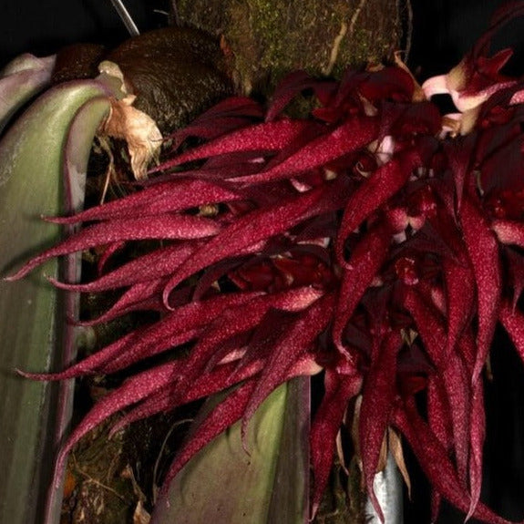 Bulbophyllum fletcherianum Bulbophyllum La Foresta Orchids 