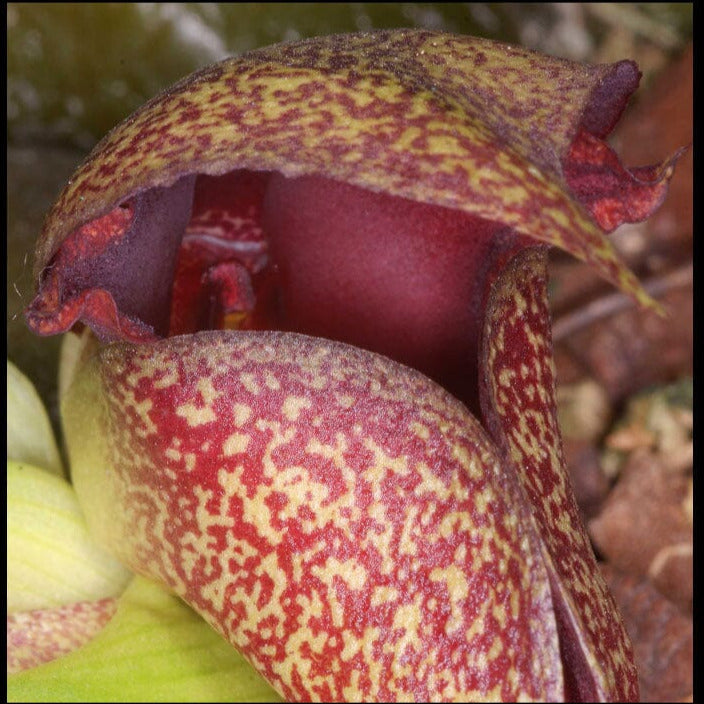 Bulbophyllum fletcherianum Bulbophyllum La Foresta Orchids 