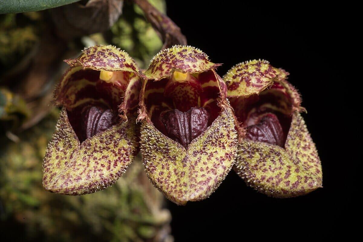 Bulbophyllum frostii Bulbophyllum La Foresta Orchids 
