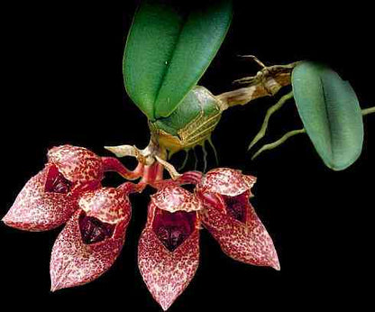 Bulbophyllum frostii Bulbophyllum La Foresta Orchids 