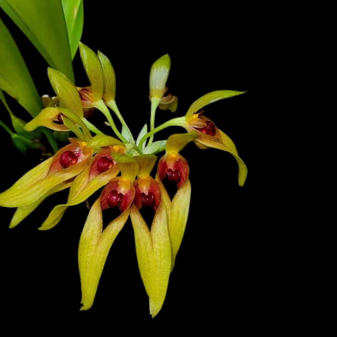 Bulbophyllum graveolens Bulbophyllum La Foresta Orchids 