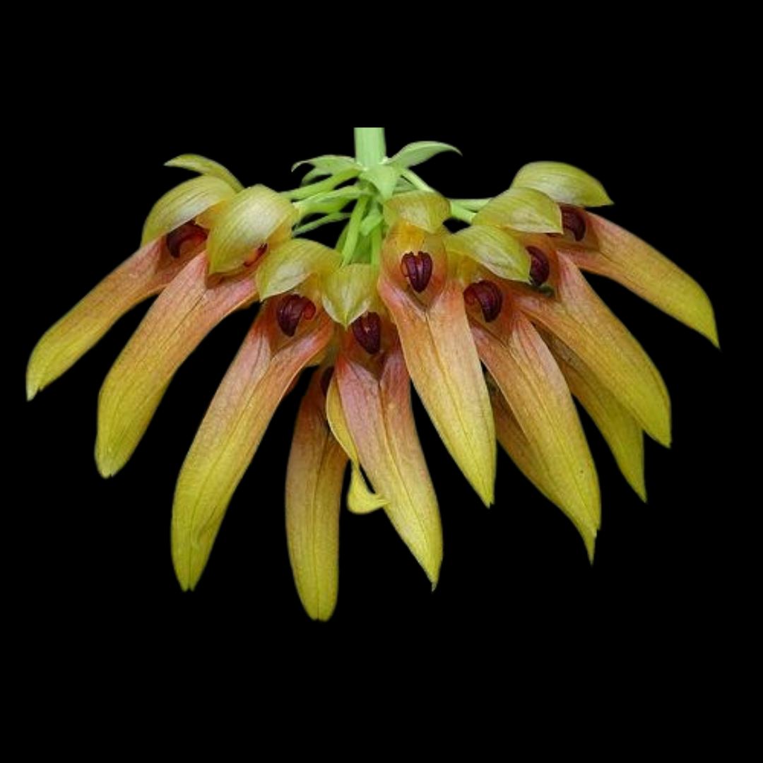 Bulbophyllum graveolens Bulbophyllum La Foresta Orchids 