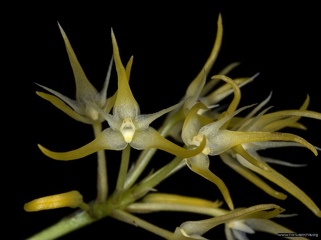 Bulbophyllum laxiflorum Bulbophyllum La Foresta Orchids 