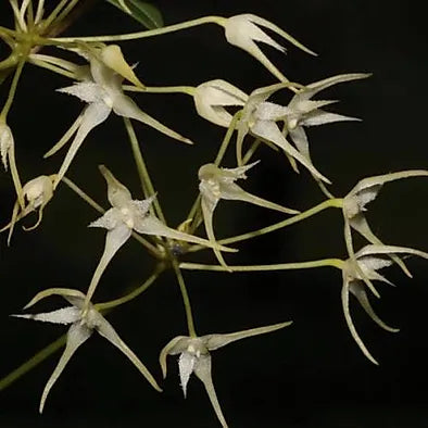 Bulbophyllum laxiflorum Bulbophyllum La Foresta Orchids 