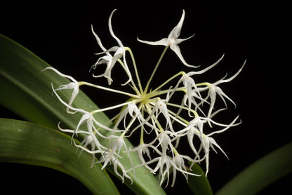 Bulbophyllum laxiflorum Bulbophyllum La Foresta Orchids 