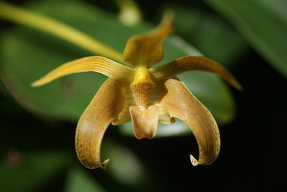 Bulbophyllum lobbii Bulbophyllum La Foresta Orchids 