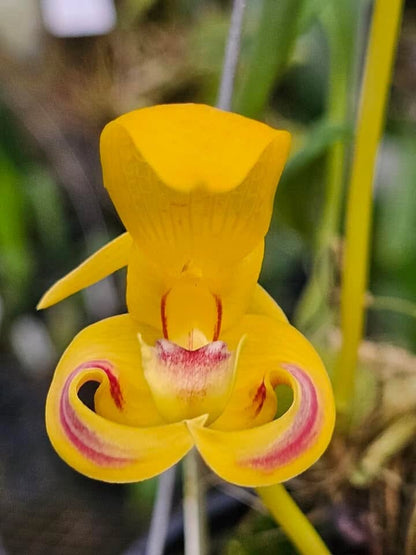 Bulbophyllum lobbii Bulbophyllum La Foresta Orchids 