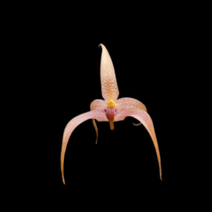 Bulbophyllum lobii x Bulbophyllum echinolabium Bulbophyllum La Foresta Orchids 