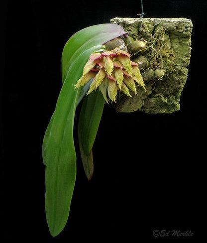 Bulbophyllum phalaenopsis Bulbophyllum La Foresta Orchids 