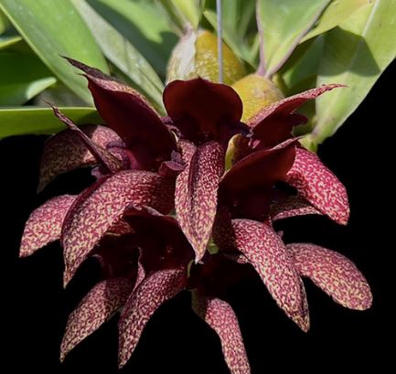 Bulbophyllum phalaenopsis x Bulbophyllum cruentum