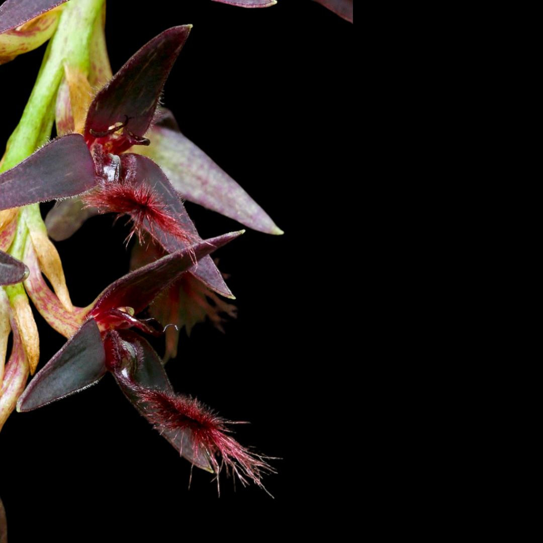 Bulbophyllum tremulum – La Foresta Orchids