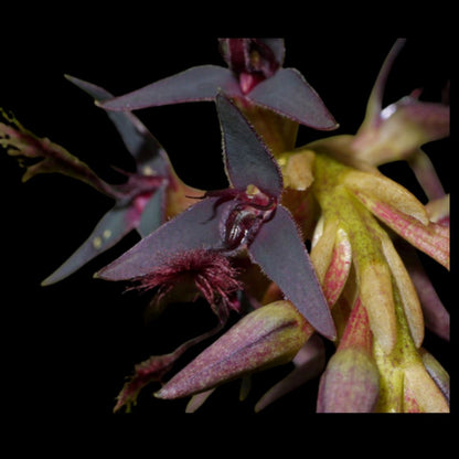Bulbophyllum tremulum Bulbophyllum La Foresta Orchids 