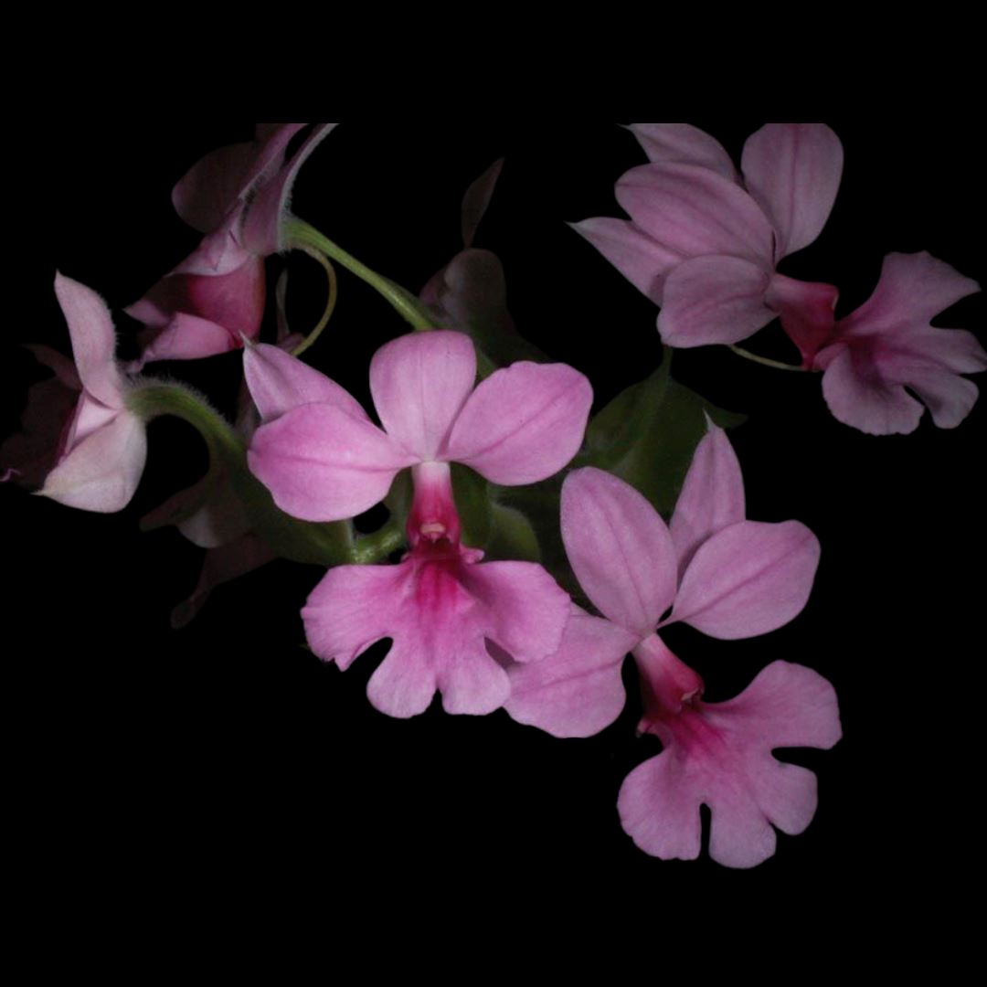 Calanthe rubens Calanthe La Foresta Orchids 