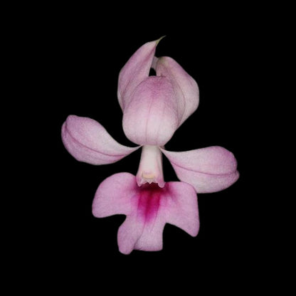 Calanthe rubens Calanthe La Foresta Orchids 