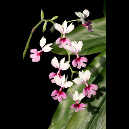 Calanthe vestita Calanthe La Foresta Orchids 