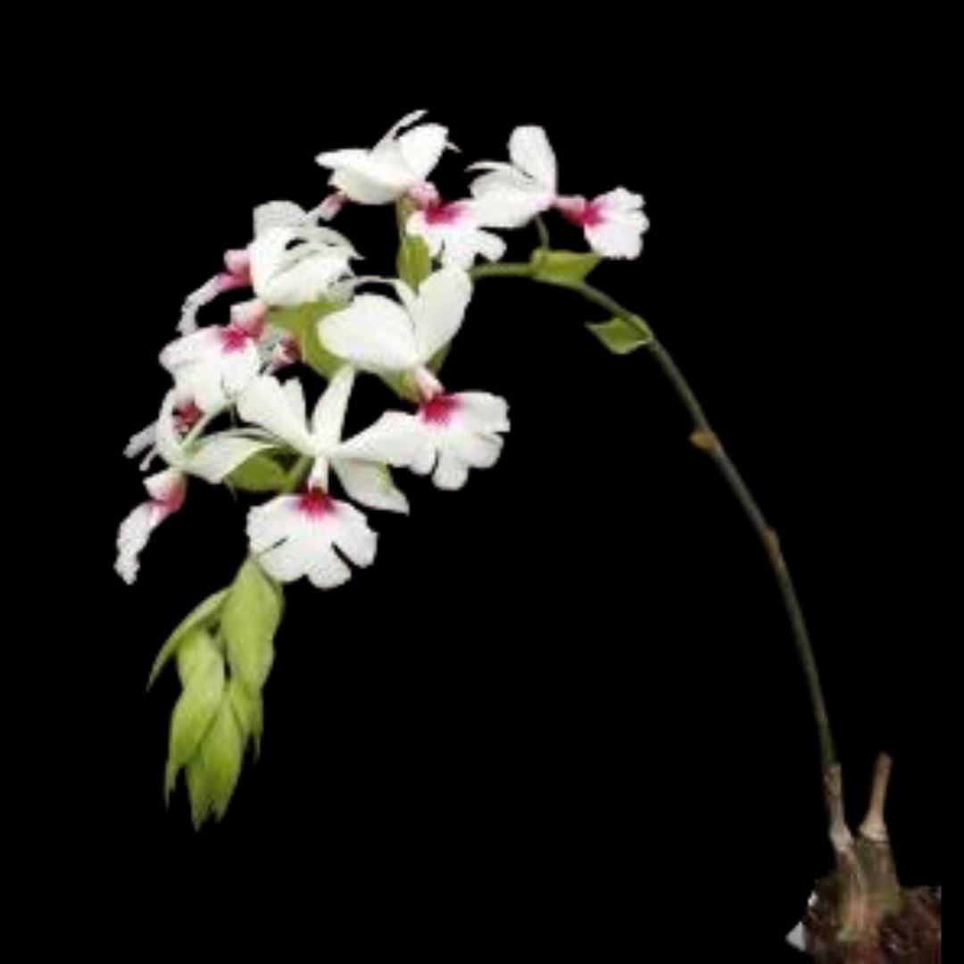 Calanthe vestita Calanthe La Foresta Orchids 