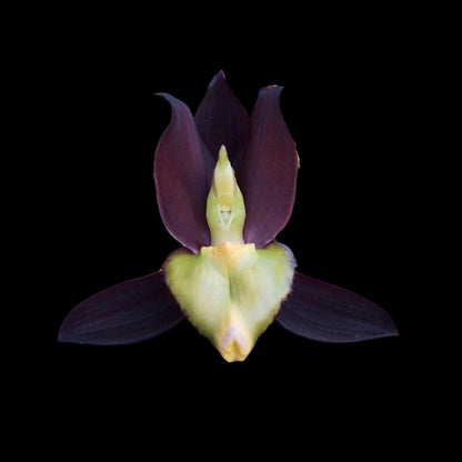 Catasetinae Alliance: Catasetum tenebrosum Catasetum La Foresta Orchids 