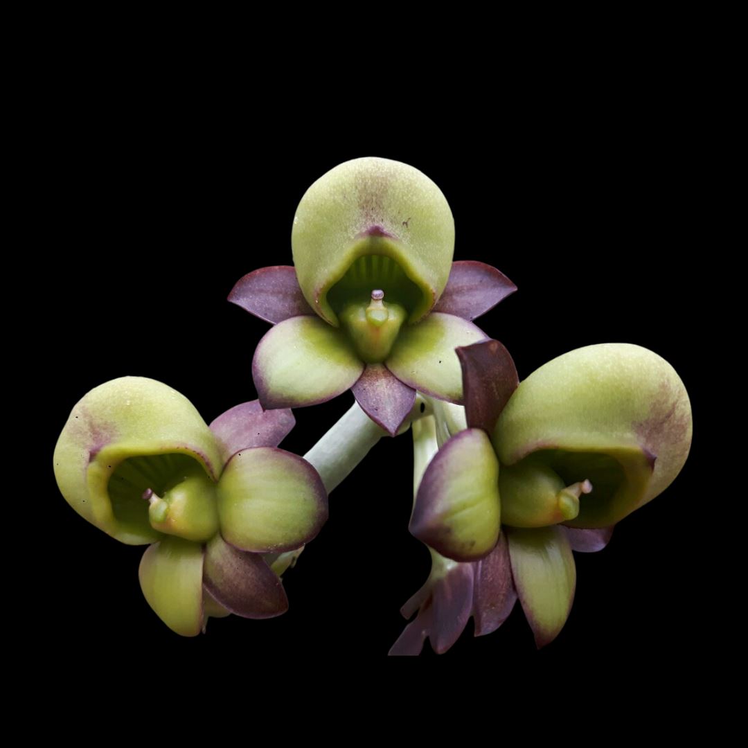 Catasetinae Alliance: Catasetum tenebrosum Catasetum La Foresta Orchids 