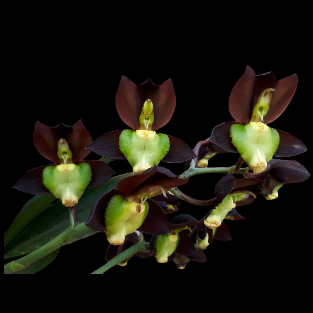 Catasetinae Alliance: Catasetum tenebrosum Catasetum La Foresta Orchids 