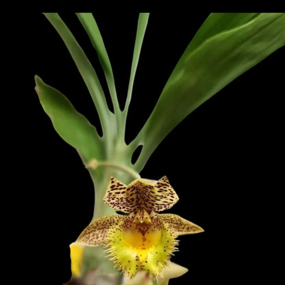 Catasetinae Alliance: Clowesetum Jumbo Lace Catasetum La Foresta Orchids 