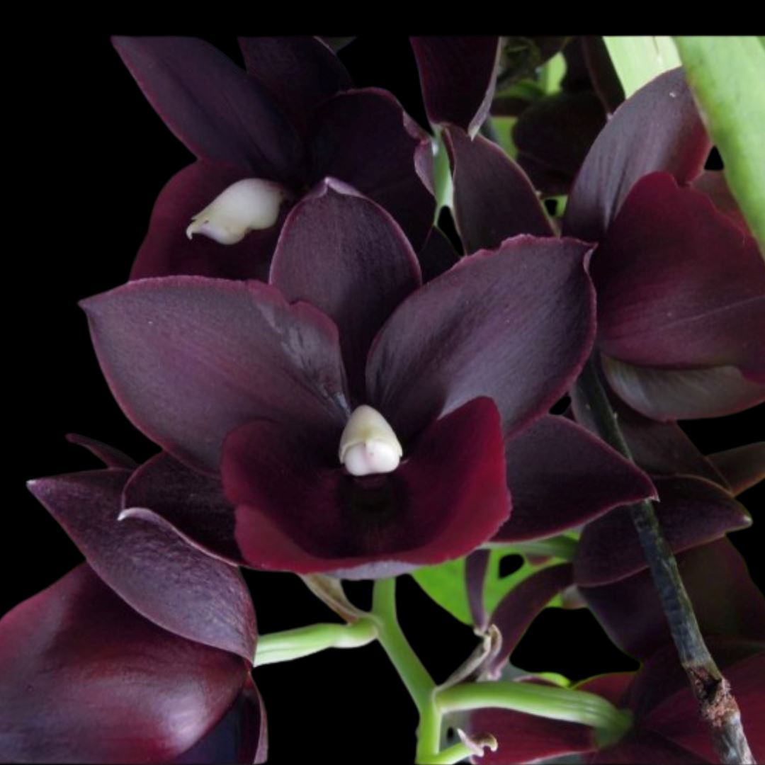 Catasetinae Alliance: Monnierara Jumbo Delight 'Black Onyx' Catasetum La Foresta Orchids 