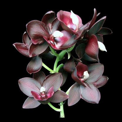 Catasetinae Alliance: Monnierara Jumbo Delight 'Black Onyx' Catasetum La Foresta Orchids 