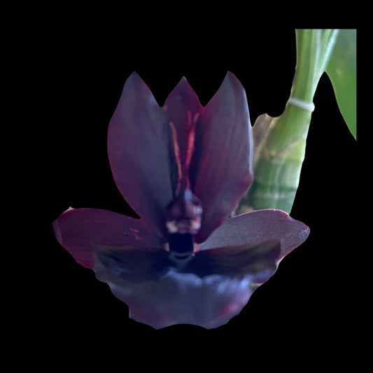 Catasetinae Alliance: Monnierara Millennium Magic 'Witchcraft' FCC/AOS - In BLOOM! Catasetum La Foresta Orchids 