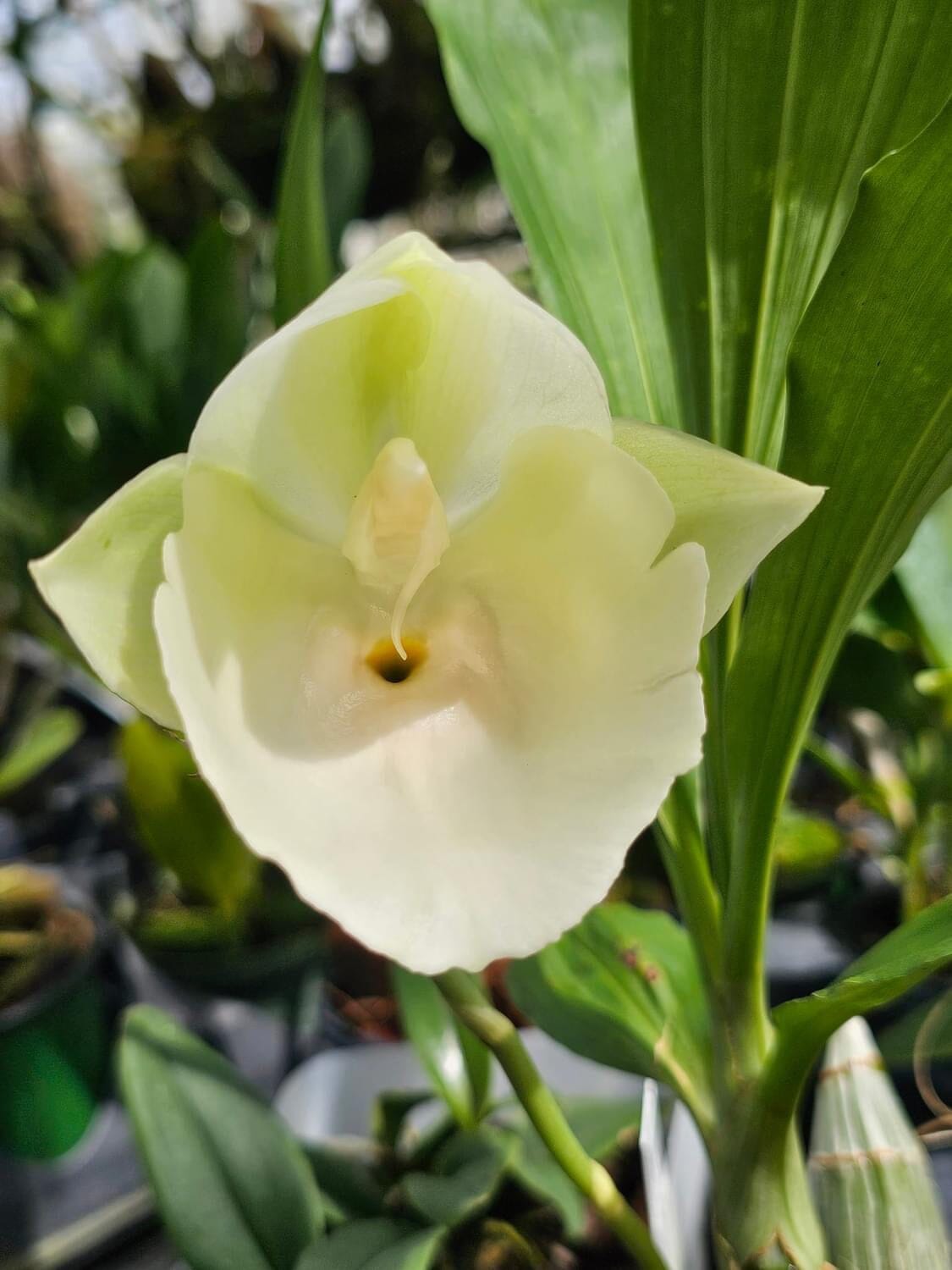 Catasetum pileatum var. alba Catasetum La Foresta Orchids 