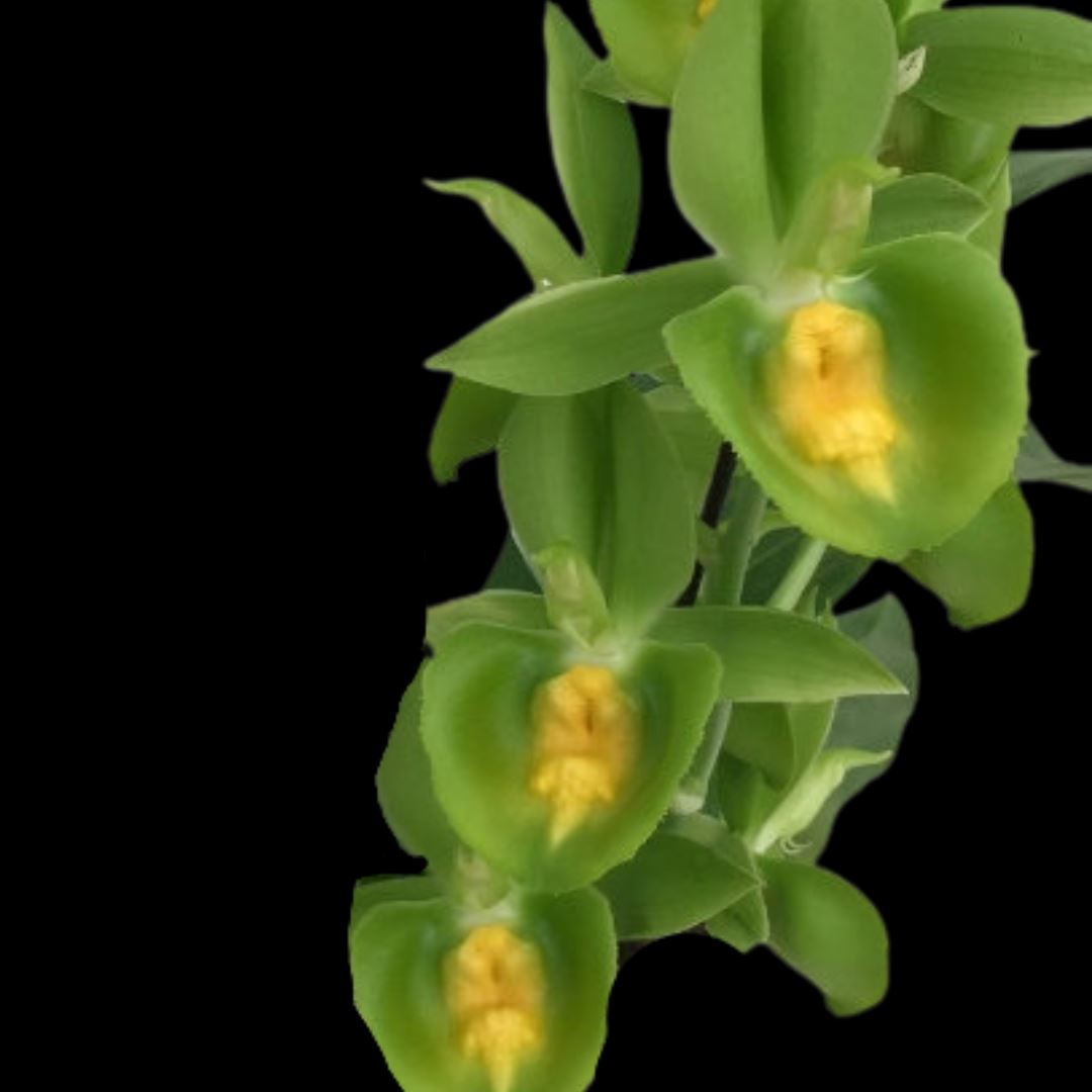 Catasetum tenebrosum x Catasetum pileatum: Catasetum Pileabrosum Green ‘Green Bat’ Catasetum La Foresta Orchids 