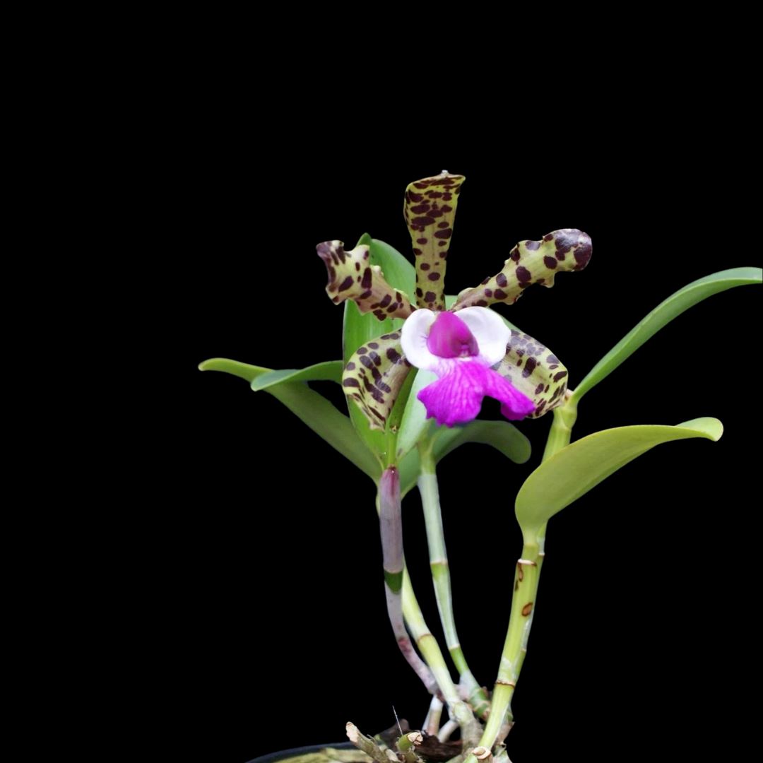 Cattleya aclandiae Cattleya La Foresta Orchids 