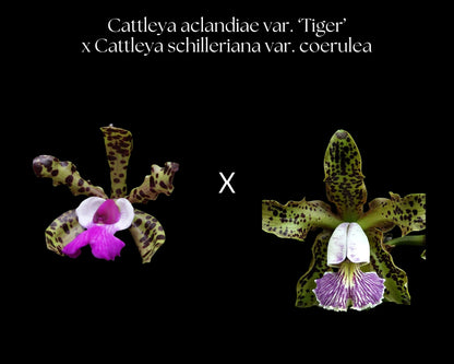 Cattleya aclandiae 'Tiger' × Cattleya schilleriana var. coerulea Cattleya La Foresta Orchids 