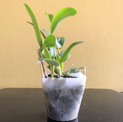 Cattleya aclandiae var. alba Cattleya La Foresta Orchids 