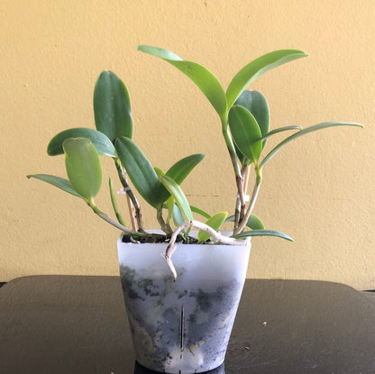 Cattleya aclandiae var. alba Cattleya La Foresta Orchids 