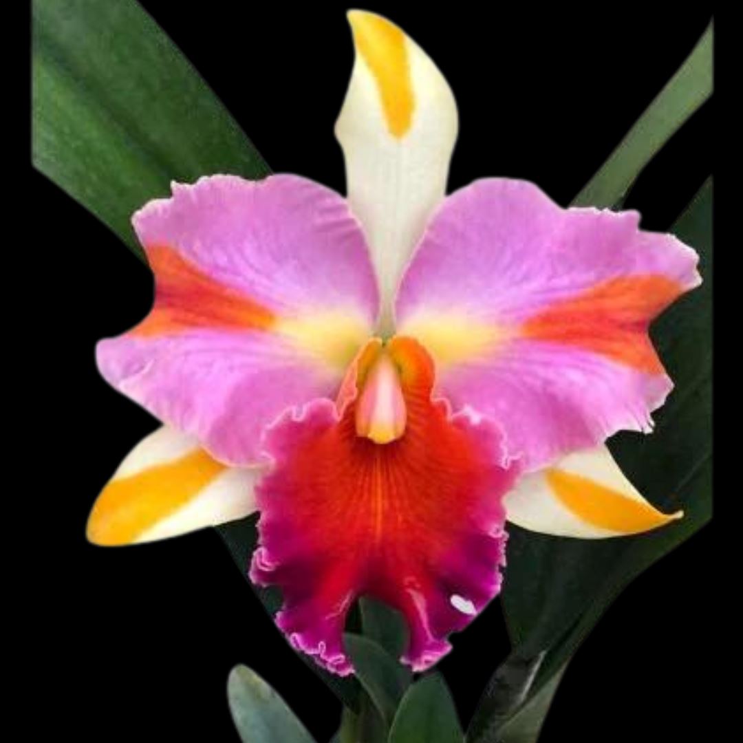 Cattleya Alliance: Blc. Amazing Thailand 'Magician' – La Foresta Orchids