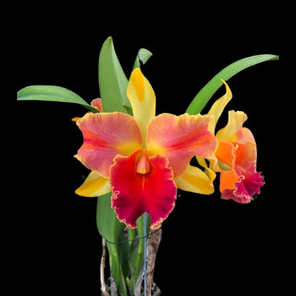 Cattleya Alliance: Blc. Amazing Thailand 'Magician' Cattleya La Foresta Orchids 