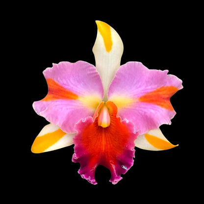 Cattleya Alliance: Blc. Amazing Thailand 'Magician' Cattleya La Foresta Orchids 